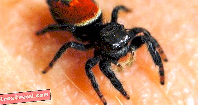 smithsonian kohdalla - PÄIVITYS: Spidernaut kuolee Luonnontieteellisessä museossa