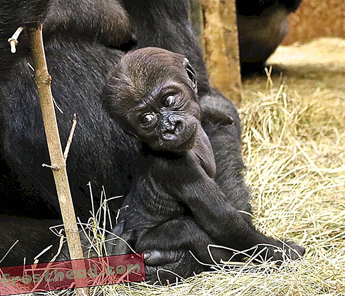 smithsonianmag.com, מאמרים, בחיות הבר הסמיתסוניות, - בגיל כמעט ארבעה חודשים החל גורילה הצעירה ביותר בגן החיות להראות את שורשיו הרמבונטיים