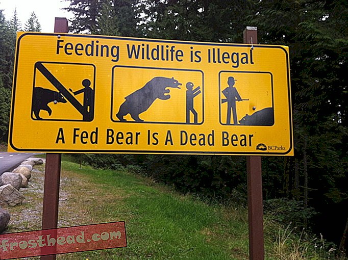 memberi makan satwa liar secara ilegal. beruang mati