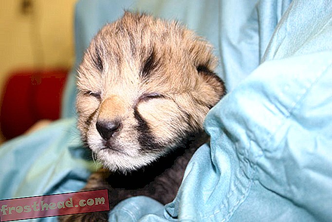 smithsonianmag.com, på smithsonian, blogger, rundt kjøpesenteret - To Cheetah Cubs, reddet fra randen av døden, ankommer National Zoo