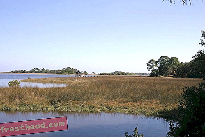 Кедр-Keys-Флорида-Preserve.jpg