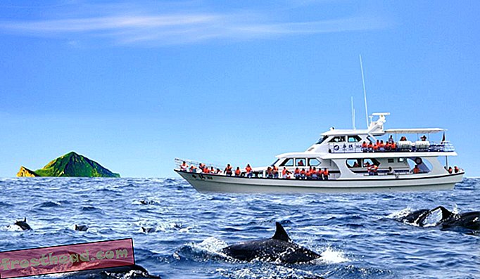 डॉल्फिन की एक फली कछुए द्वीप की यात्रा नाव से गुजरती है।