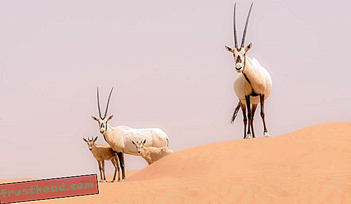 400 engang truede arabiske oryx vandrer rundt i Dubai Desert Conservation Reserve.