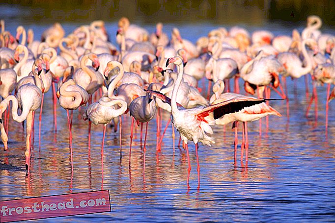 Suur-Flamingo (Phoenicopterus roseus) Dubais, Araabia Ühendemiraatides