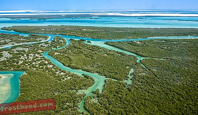 Com seus muitos canais de água, o Mangrove National Park é o paraíso dos caiaquistas.