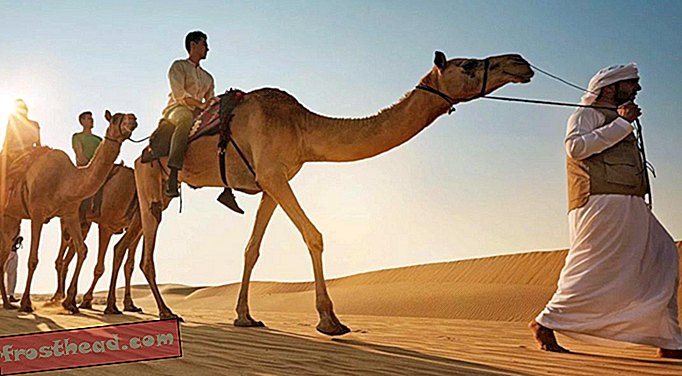 Paseo en camello por Abu Dhabi