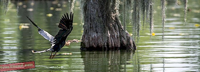 Cormoran survolant le bayou - M_MUC1968 / iStock