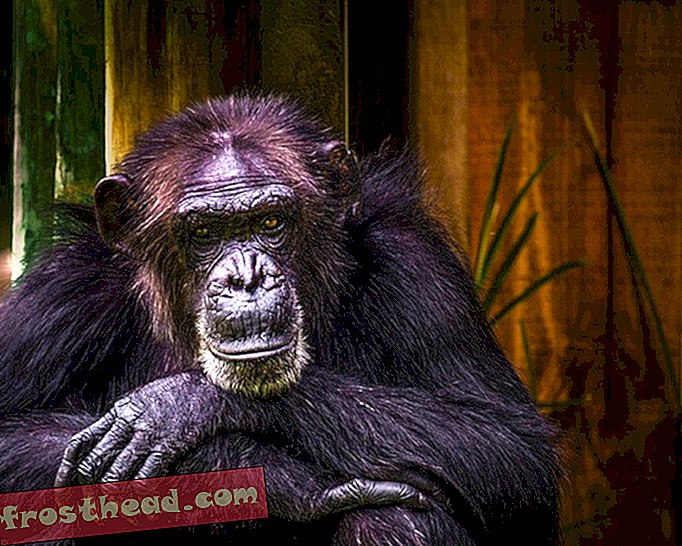 Pourquoi les chimpanzés sont-ils plus forts que les humains?-faune, nouvelles intelligentes, nouvelles intelligentes